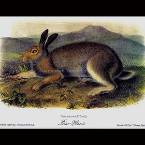 Polar Hare Audubon Wild Animal Natural History Lithograph Print To Frame image 4