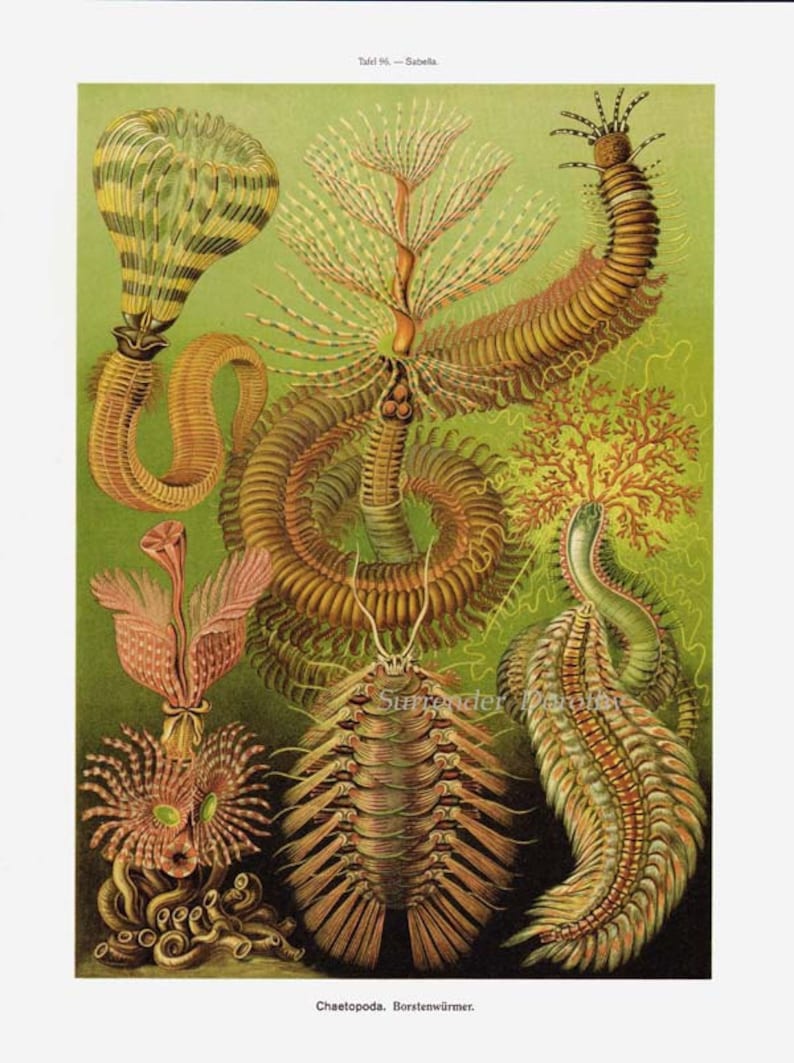 Sea Worms Chaetopoda Haeckel Print Vintage Natural History Oceanography Victorian Scientific Lithograph To Frame