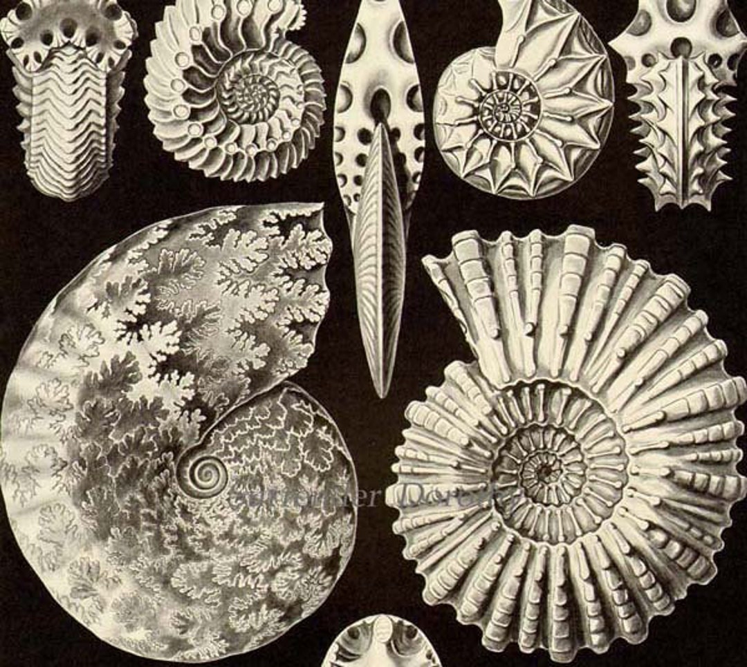 Ammonite Nautilus Shell Formations Sea Slug Sea Hag Haeckel Print ...