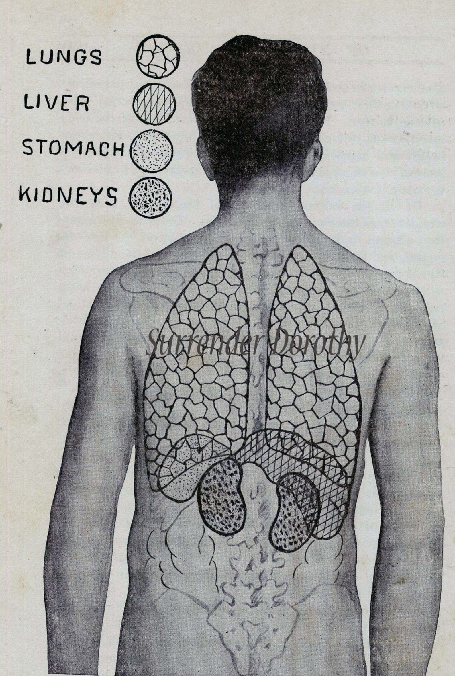 Human Anatomy Chart Lung Kidney Stomach 1920 Vintage Posterior | Etsy