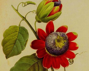 Passiflora Alata Passionsblume Vintage Poster Illustration Wildblume Lithografie Redoute Botanischer Druck Zum Rahmen 65