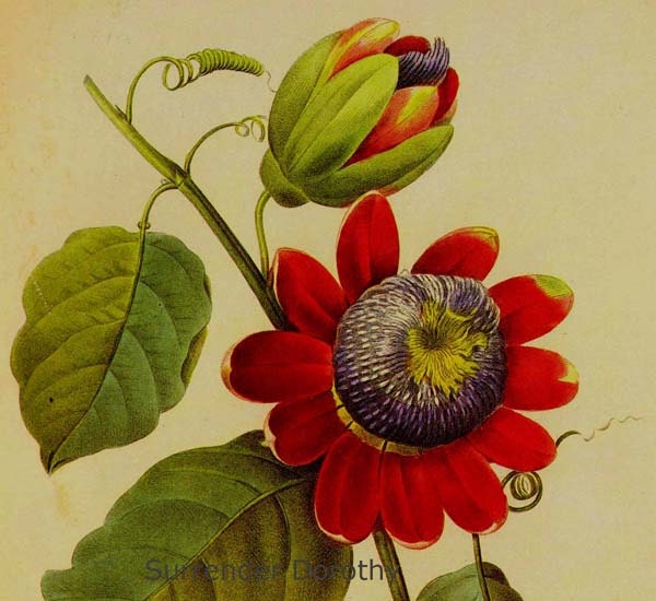 Passiflora alata - Etsy 日本