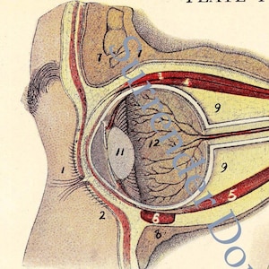 May include: A detailed anatomical illustration of the human eye, showing the various structures and layers, including the cornea, iris, lens, and retina. The illustration is labelled with numbers and includes a key for identifying each part.