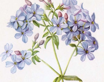 Wild Blue Phlox Flower Botanical Lithograph 1950s Vintage