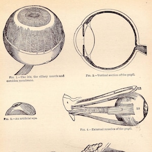 Vintage menselijke anatomie oogkaart 1908 originele Edwardiaanse antieke medische diagram om in te lijsten