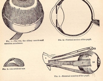 Vintage Human Anatomy Eye Chart 1908 Original Edwardian Antique Medical Diagram To Frame