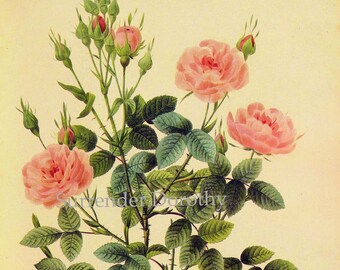 Pink Rose Rosa Centifolia De Meaux Vintage Wild Flower By Redoute Botanical Lithograph Poster Print To Frame 85