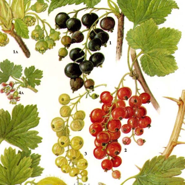 Currant Gooseberry Berry Fruit Chart Food Botanical Lithograph Illustration For Your Vintage Kitchen 81