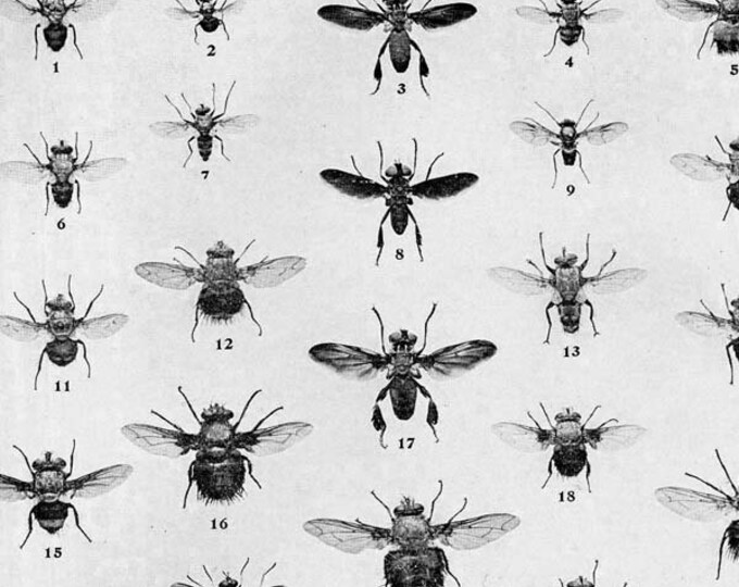 True Fly Chart Edwardian Entomology 1907 Natural History Etsy
