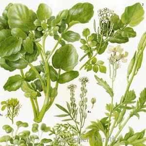 Waterkers Tuinkers Mosterd Rucola Plant Bloemen Voedsel Grafiek Plantaardige Botanische Lithografie Illustratie Voor Uw Vintage Keuken 153