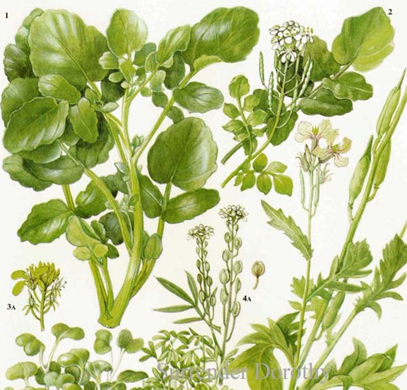 Watercress Cress Mustard Rocket Salad Plant Flowers Food Chart Vegetable Botanical Lithograph Illustration For Your Vintage Kitchen 153 image 1