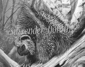 Prickles Porcupine Louis Agassiz Fuertes Natural History Illustration