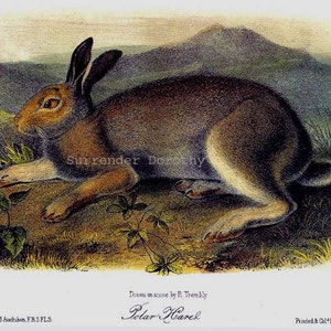 Polar Hare Audubon Wild Animal Natural History Lithograph Print To Frame image 2