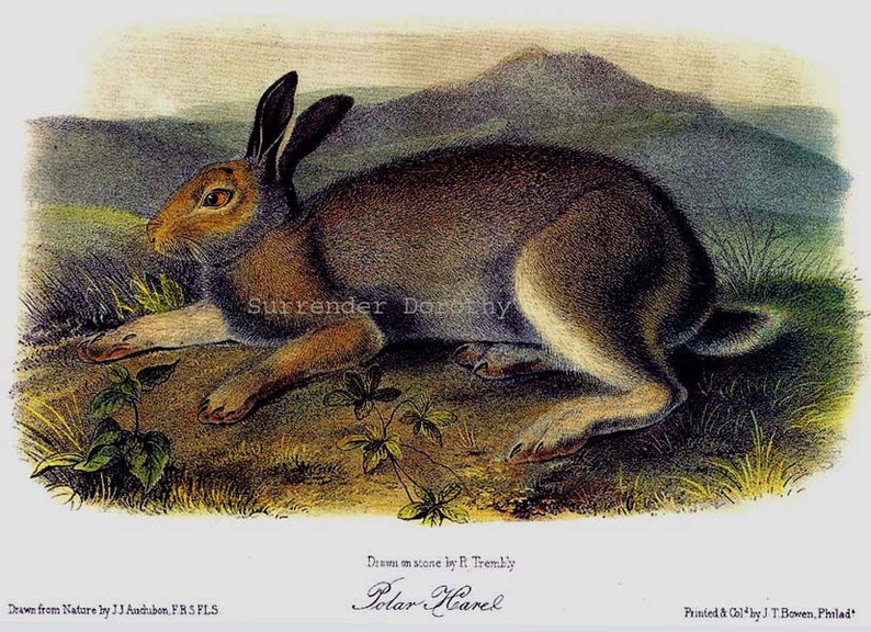 Polar Hare Audubon Wild Animal Natural History Lithograph Print To Frame image 2