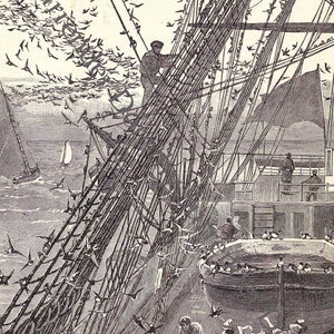 Svalfåglar i skeppsrigg 1892 Segelfartyg Vintage viktoriansk gravyr Naturhistorisk maritim illustration att rama in
