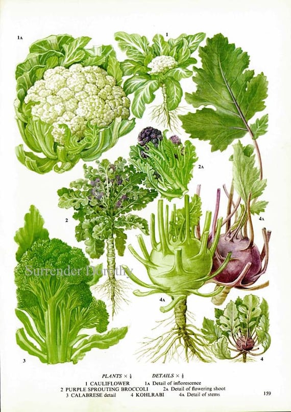 Blandfordia nobilis 植物画 2003年 Blandfordia nobilis - Growing Native Plants