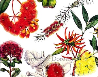 Eucalyptus & Gum Flowers Australia Plants Botanical Exotica 1969 Large Vintage Litho Illustration To Frame 137