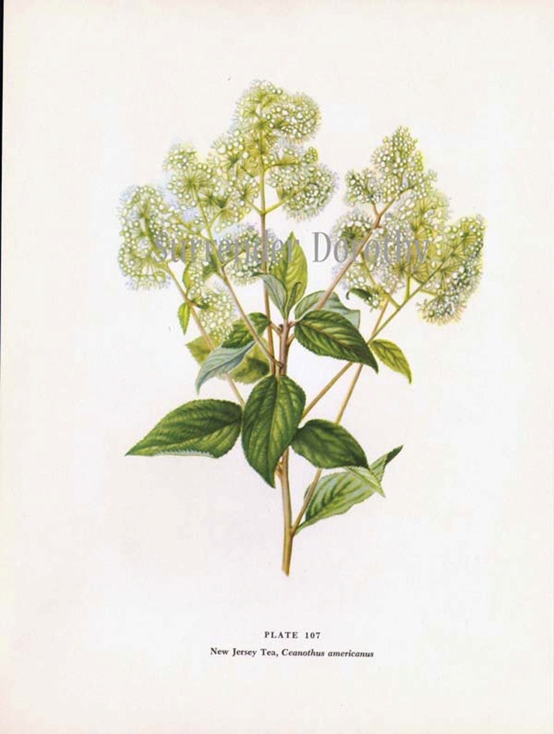 New Jersey Tea Flower Vintage Botanical Lithograph Art Print To Frame 1950s 107