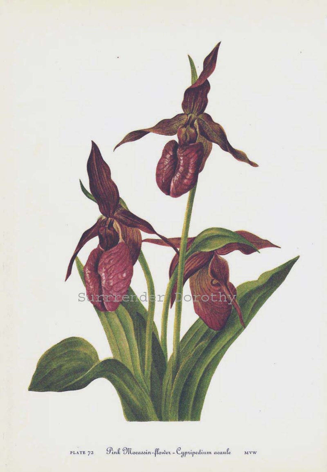 Pink Lady Slipper Moccasin Flowers Vintage 1955 Botanical Etsy