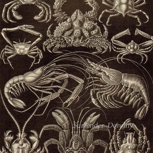 Sea Squirts Ascidae Haeckel Print Natural History Oceanography Victorian Scientific Lithograph To Frame image 3