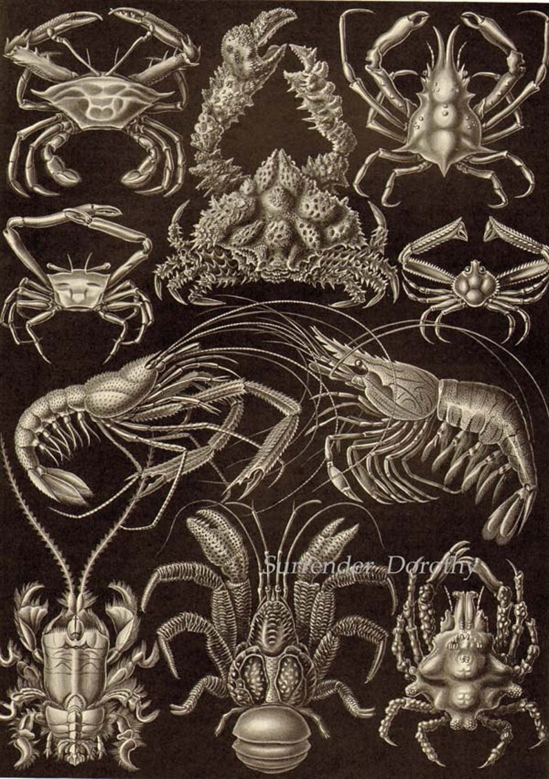 Sea Squirts Ascidae Haeckel Print Natural History Oceanography Victorian Scientific Lithograph To Frame image 3