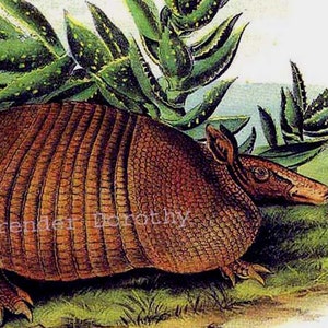 May include: A brown and tan armadillo with a textured shell is shown in a close-up view. The armadillo is surrounded by green plants with yellow spots.