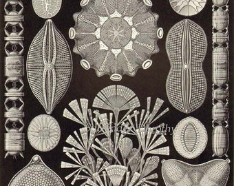 Diatom & Lichen Formations Haeckel Microbiology Print Natural History Oceanography Victorian Scientific Lithograph