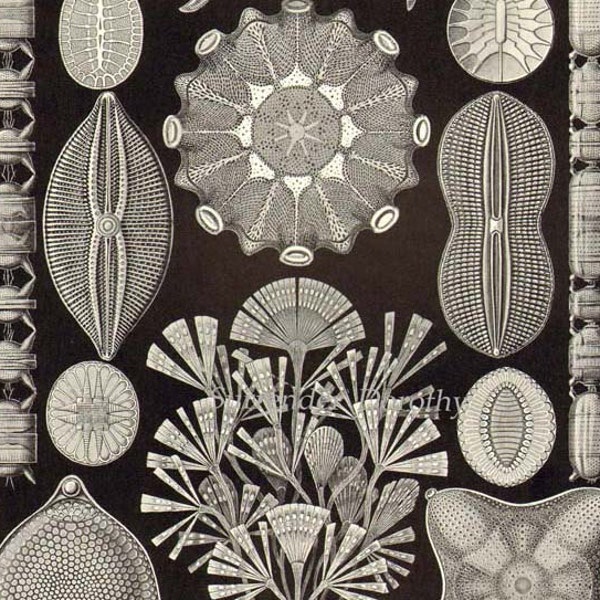 Diatom & Lichen Formations Haeckel Microbiology Print Natural History Oceanography Victorian Scientific Lithograph