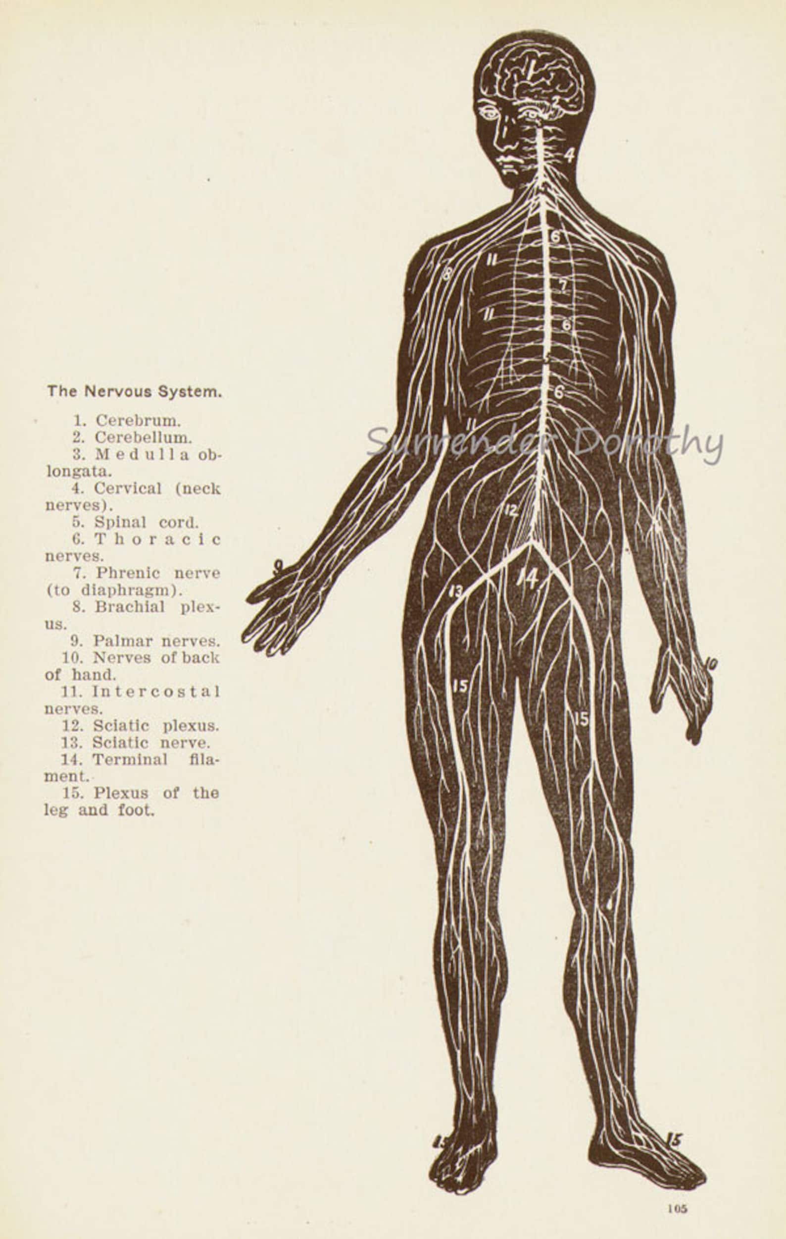 Nervous System Human Anatomy Anterior View Scientific Medical Chart to ...