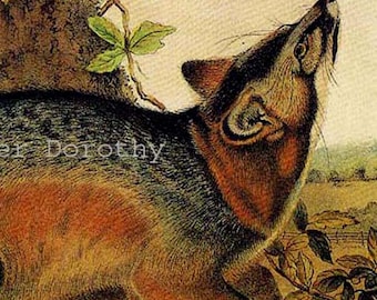 Volpe grigia John J Audubon Litografia vintage di storia naturale di animali selvatici su cornice
