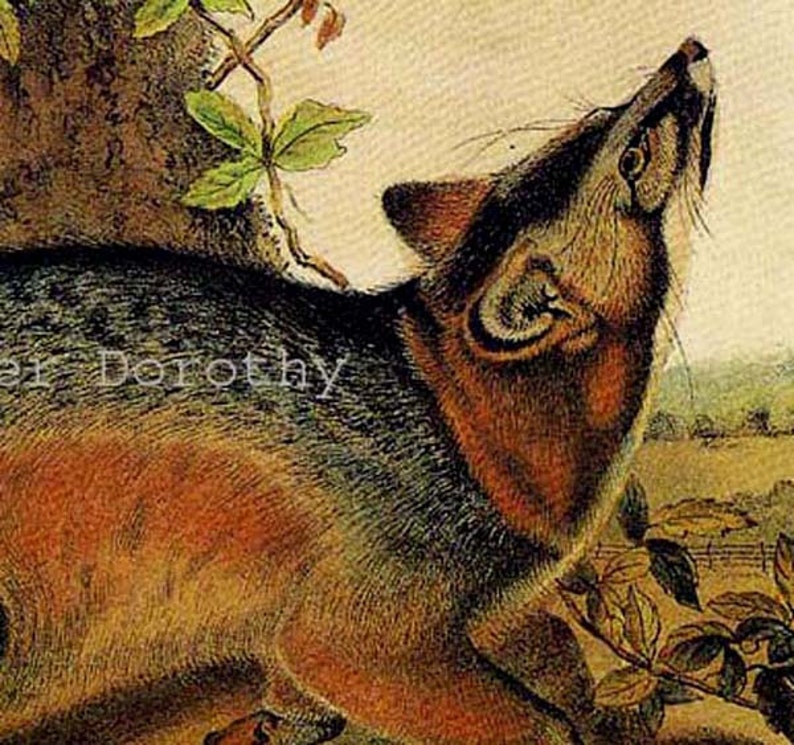 Grey Fox John J Audubon Vintage Wild Animal Natural History Lithograph To Frame image 1