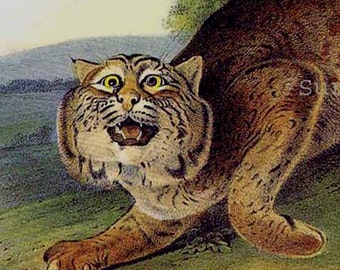 Common Wildcat Big Cat Lithograph Audubon Wild Animal Natural History Illustration To Frame