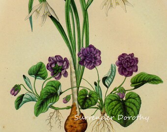 Double Sweet Violets & Snow Drops Prestele Vintage Poster Print  Botanical Lithograph To Frame 65