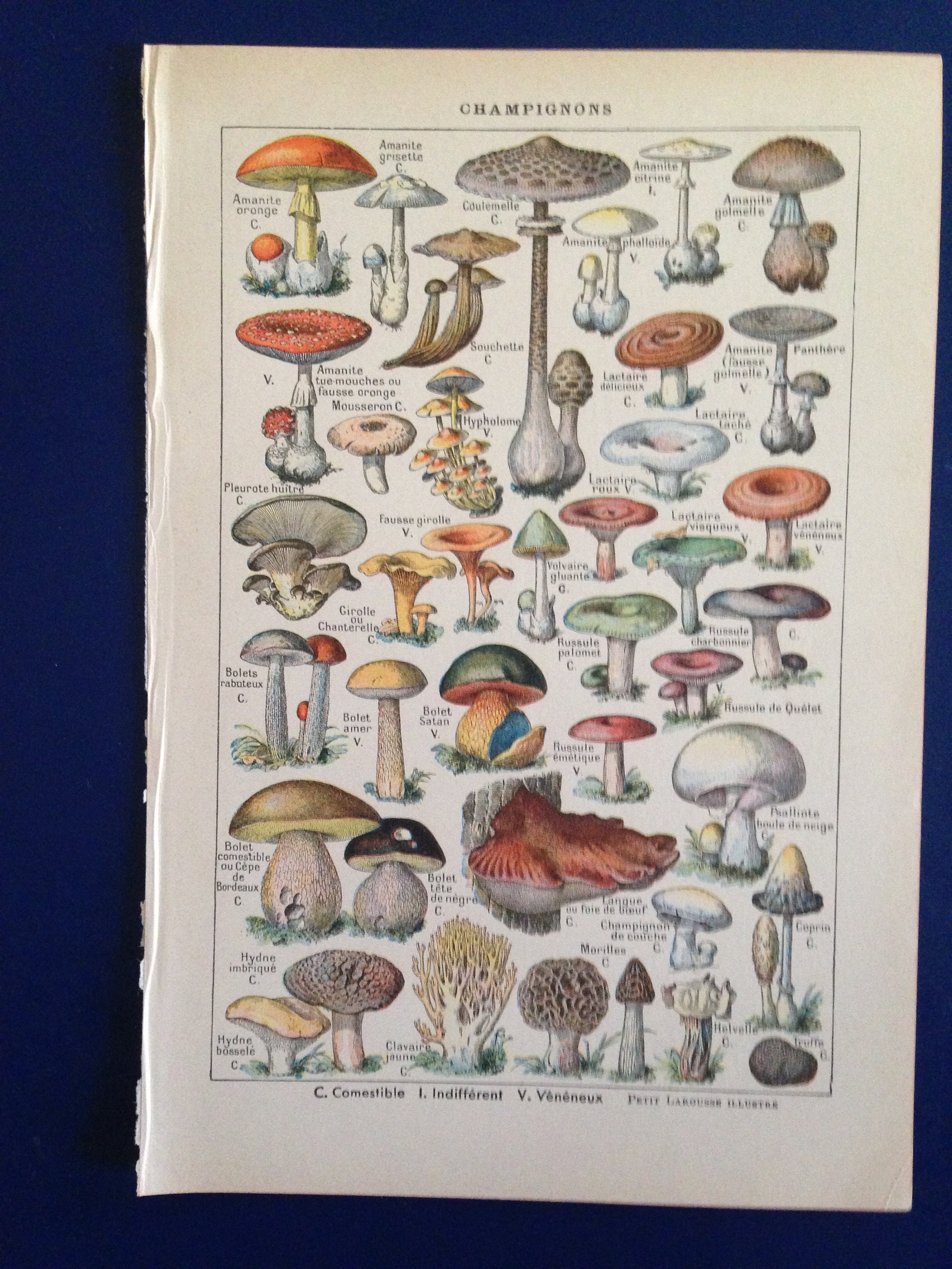 59s france キノコ図鑑 Champignon de France Amazon.fr - Champignons de France et d'Europe - Courtecuisse