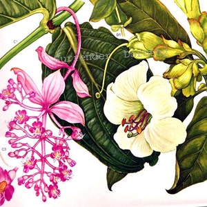 Può includere: Un'illustrazione botanica che presenta tre tipi di fiori. Il primo fiore è un fiore rosa con un gambo lungo e molti piccoli fiori raggruppati insieme. Il secondo fiore è un fiore bianco con un centro giallo e un gambo lungo. Il terzo fiore è un fiore giallo con un gambo lungo e molti piccoli fiori raggruppati insieme.