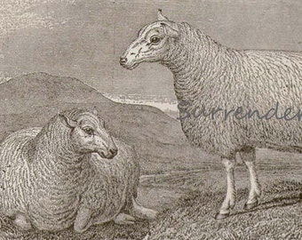 Sheep Breeds Cheviot & Black Faced Heath 1892 Victorian Husbandry Antique European Agriculture Chart To Frame Black and White