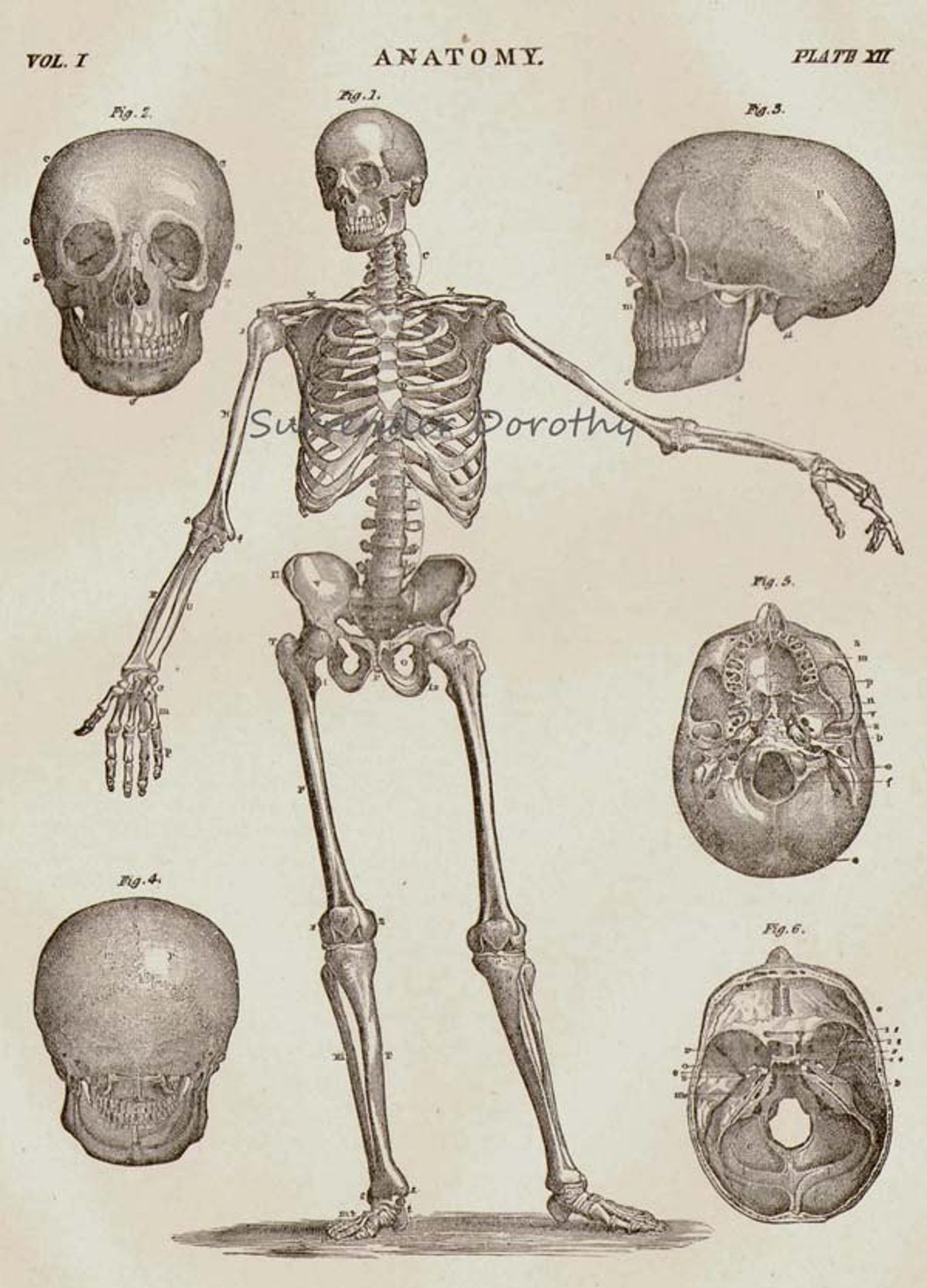 Human Anatomy Skeletal System Anterior View With Skulls 1892 | Etsy