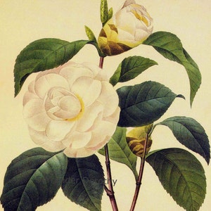 drachenbaum künstlich Künstlicher Drachenbaum mit authentischem Echtholzstamm 140 cm – Sunrise