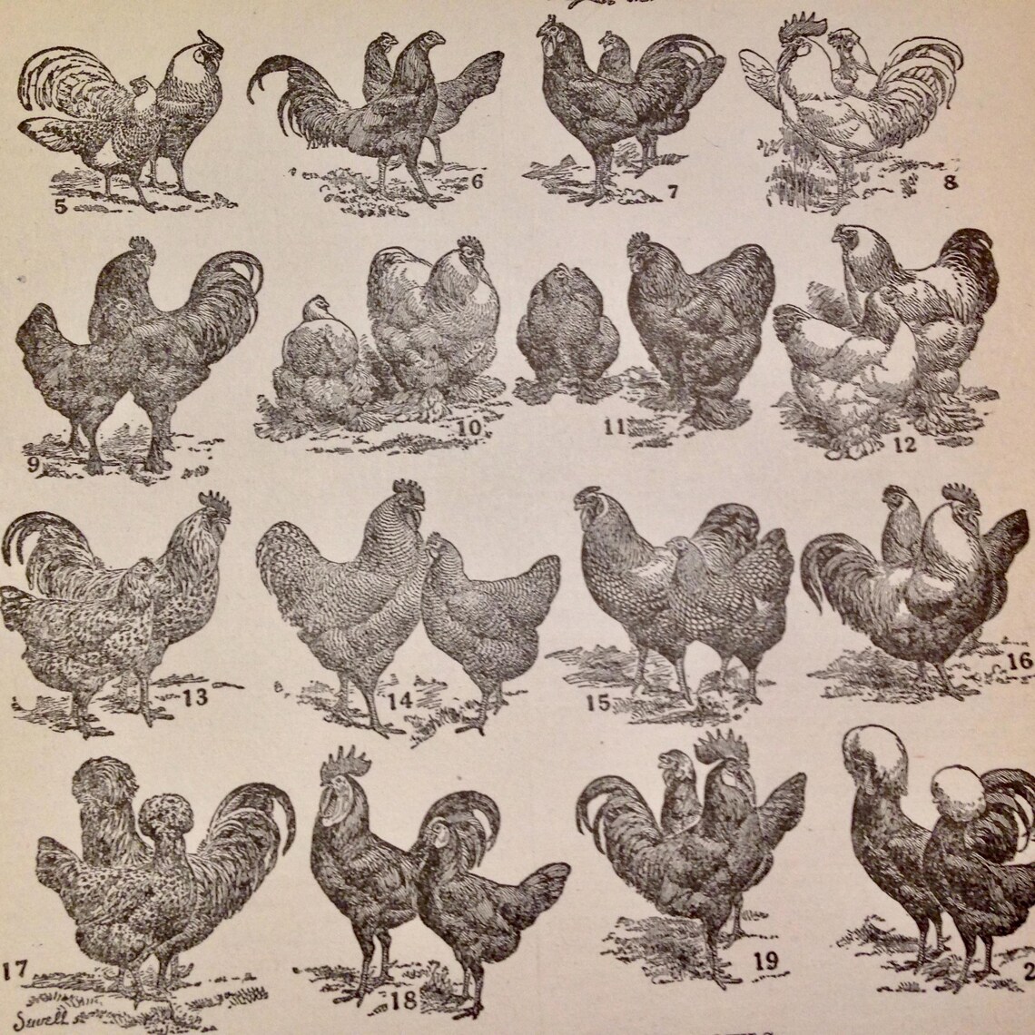 Know Your Chicken Breeds Chart Edwardian Natural History Lithograph ...