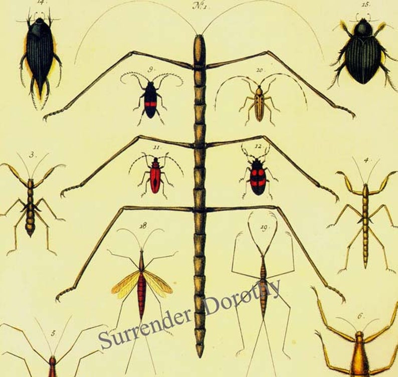 Walking Stick Praying Mantis Beetle Insects Seba Entomology Etsy