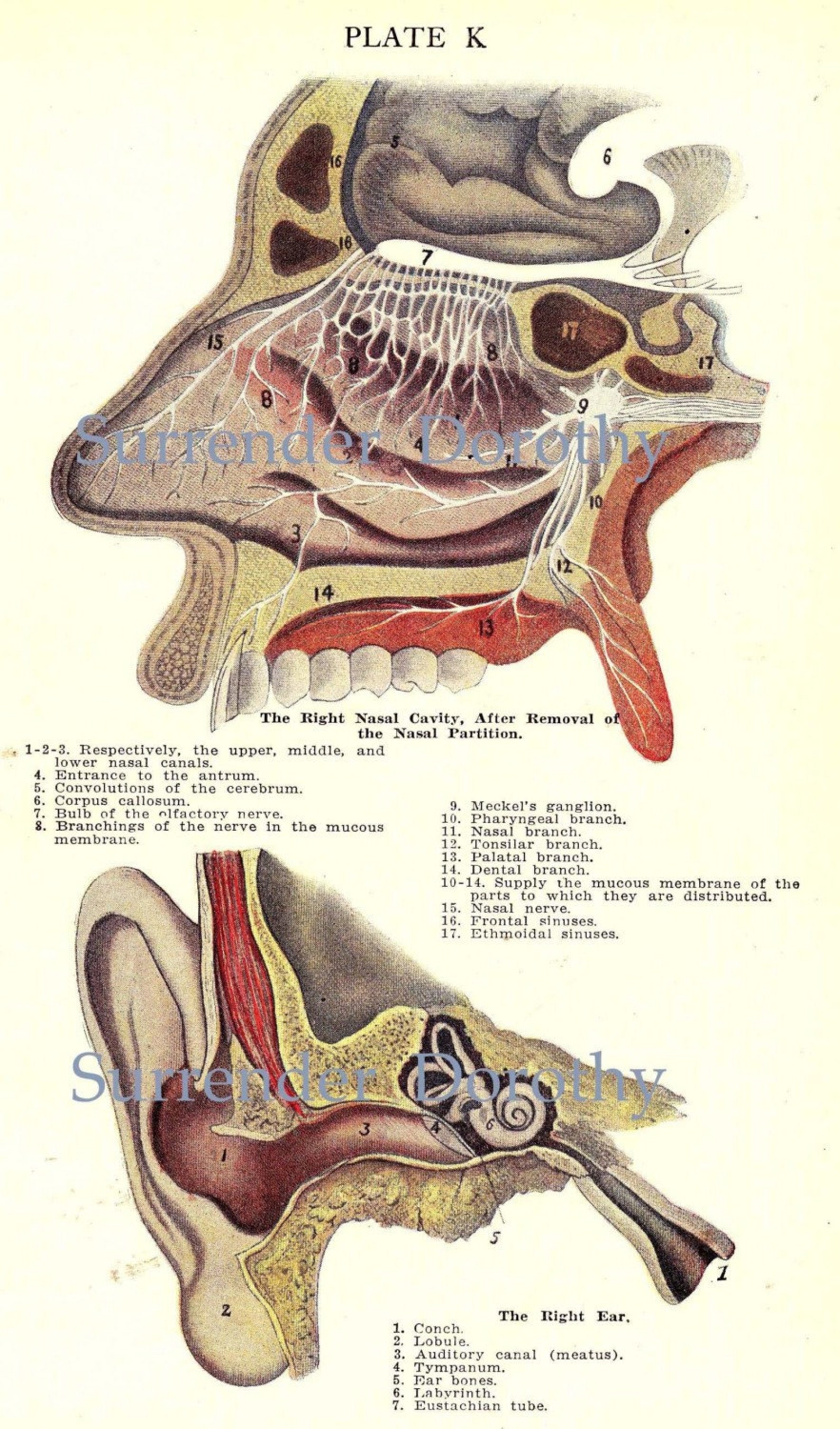 Human Ear Anatomy Chart Vintage 1920s Music to The Ears | Etsy