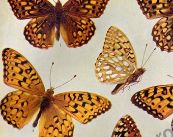 Argynnis Callippe Butterflies 1900 Edwardian Entomology Butterfly Chart Vintage Rotogravure Illustration XI