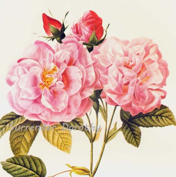 Italian Damask Pink Rose Redoute Rosa Damascena Italica | Etsy