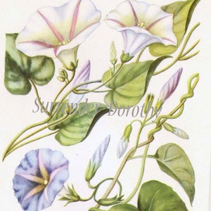 May include: A vintage botanical illustration of a morning glory vine with delicate white and blue flowers. The vine is depicted with green leaves and stems, and the flowers have a delicate pink and purple hue.