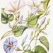 see more listings in the Antique Vintage Flowers Blooms Botanical Illustrations Prints  section