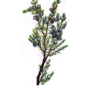 Mountain Juniper Tree Berries Juniperus Sibirea Vintage Home Decor 1955 Botanical Lithograph Art Print To Frame 11 image 2