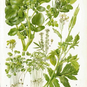 Watercress Cress Mustard Rocket Salad Plant Flowers Food Chart Vegetable Botanical Lithograph Illustration For Your Vintage Kitchen 153 image 2