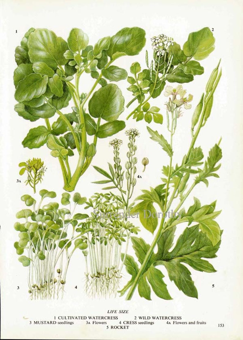 Watercress Cress Mustard Rocket Salad Plant Flowers Food Chart Vegetable Botanical Lithograph Illustration For Your Vintage Kitchen 153 image 2