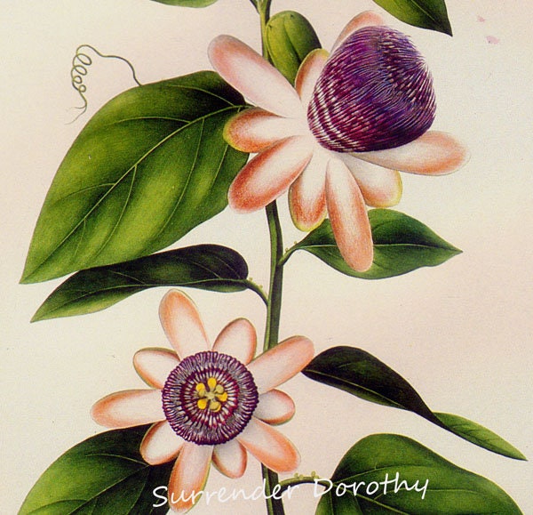 Passiflora alata - Etsy 日本