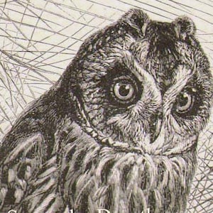May include: A black and white illustration of an owl with large, round eyes. The owl's feathers are detailed and textured.